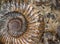 Ammonites fossil in rock, petrified prehistoric extinct animal like snail
