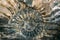 Ammonites fossil shell large spiral - extinct subclass of cephalopod mollusks