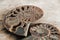 Ammonites fossil shell on wooden background. Copy, empty space for text. Polished half of petrified shells as souvenirs, gift