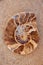 Ammonites fossil snail cut found in Teruel