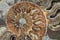 ammonites fossil texture