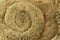 ammonites fossil texture