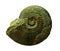 Ammonites fossil on a whte background