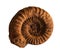 Ammonites fossil on the whte background