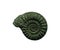 Ammonites fossiles on a whte background