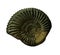 The Ammonites fossiles on whte background