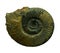 Ammonites fossiles on a whte background