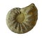 Ammonites fossiles on a whte background