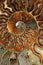 Ammonites in the shell is spiral wound