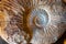 Ammonoids fossils background, group marine mollusc animals ammonites, is found to specific geologic time periods