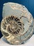 Ammonoids are a group of extinct marine mollusc animals in the subclass Ammonoidea of the class Cephalopoda.