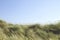 Ammophila arenaria or european beach grass in the dunes, blue sky background