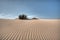 Ammophila breviligulata. Dune grass against blue sky at Famous Tarifa coast. Minimalist landscape