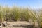 Ammophila - Specific Grass on Sand Dunes