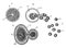 Amoeba Cell Division, vintage illustration