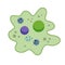 Amoeba cell. Small unicellular animal. Virus and bacteria.