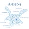 Amoeba structure hand drawn image