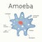 Amoeba - the structure of the microorganism. Vector graphics.