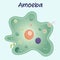 amoeba vector illustration graphic