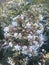 Amol Plant Nice Whites Fulris
