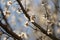 Amond tree with big blooming white flowers, close-up branch