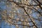 Amond tree branches with big white flowers in blue sky background