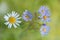 Amongst Friends - Asters and Daisy