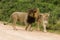 Amorous Lions