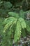 Amorpha fruticosa fresh foliage
