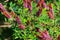 Amorpha fruticosa - purple flowering plant, known by several names - desert false indigo, false indigo-bush and bastard indigobush