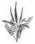Amorpha Fruticosa vintage illustration