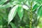 Amorphophallus konjac,Devils tongue plant or Shade palm or Umbrella arum