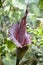 Amorphophallus konjac flower. An exotic tropical flower with an unpleasant nasty smell to attract insects growing in the