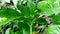 Amorphophallus paeniifolius elephant foot yam green plant close up