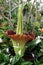 Amorphophallus Titanum (Corpse Flower) in bloom