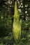 Amorphophallus titanum, the titan arum.