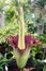 Amorphophullus Titanium ( Corpse Flower)