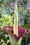 Amorphophullus Titanium ( Corpse Flower) close up to petal