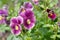 Ampel Viola Wittrockiana in a flower bed in the garden