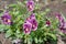 Ampel Viola Wittrockiana, or pansies in a flower bed in the garden