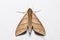 Ampelophaga dolichoides hawk moth