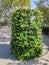 Ampelous pelargonium in a vertical flowerbed in a park in sunlight