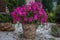 Ampelous petunia in landscape design. Beautiful petunia flowers