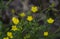 Amphiachyris dracunculoides, prairie broomweed, yellow shiny wildflowers