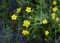 Amphiachyris dracunculoides, prairie broomweed, yellow shiny wildflowers