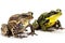 Amphibian : amphibians include frogs isolate on white background