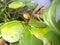 amphibian creature. A frog laying on an aquatic plant at outdoor mini pond