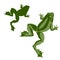 Amphibian frog green color realistic set