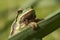 Amphibian green European tree frog, Hyla arborea, sitting on the grass, Spain
