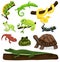 Amphibian and reptiles